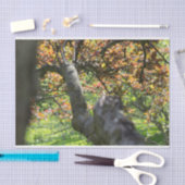 秋の木の写真 薄葉紙 (クラフト)