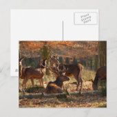 秋の木は赤く染まる ポストカード (正面/裏面)