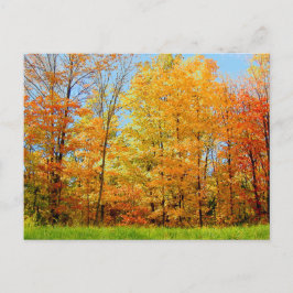 秋の木2004写真 ポストカード