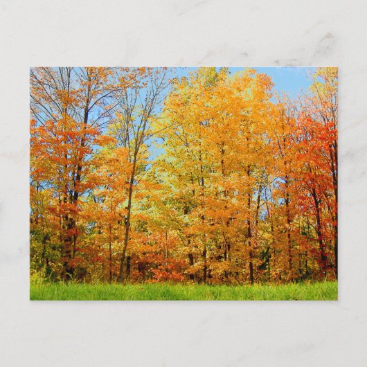 秋の木2004写真 ポストカード (正面)