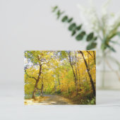 秋の木2004年写真…ブラッドリー公園 ポストカード (スタンド正面)