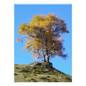 秋の木 フォトプリント            (正面)