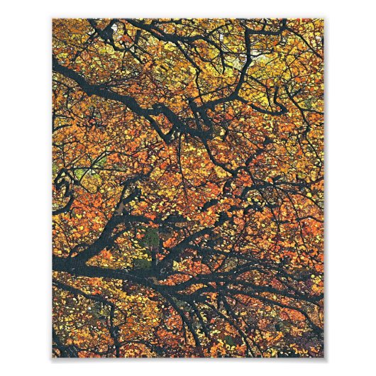 秋の木 フォトプリント            (正面)