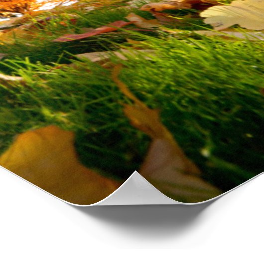 秋の木 ポスター (角)