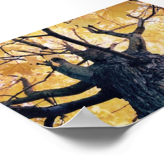 秋の木 ポスター (角)