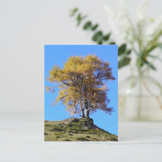 秋の木 ポストカード (スタンド正面)