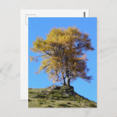 秋の木 ポストカード (正面/裏面)