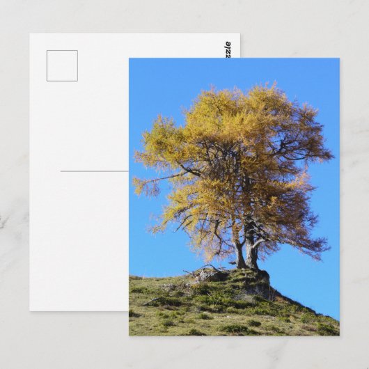 秋の木 ポストカード (正面/裏面)