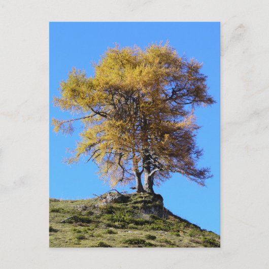 秋の木 ポストカード (正面)