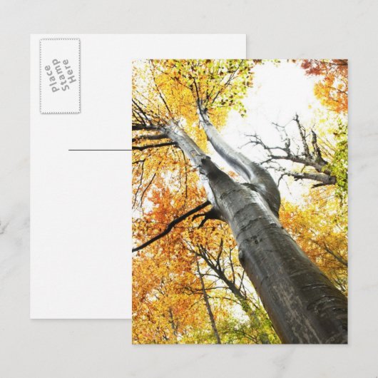 秋の木 ポストカード (正面/裏面)