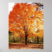 秋の木、メープルツリーの秋ポスター ポスター (正面)