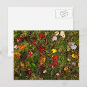 秋の林床 ポストカード (正面/裏面)