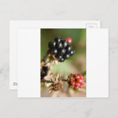 秋の果実 ポストカード (正面/裏面)