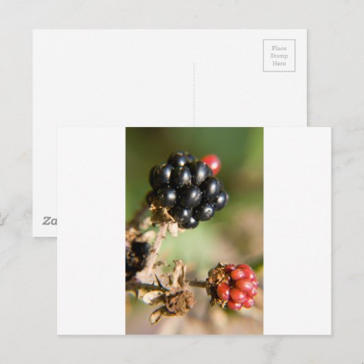 秋の果実 ポストカード (正面/裏面)