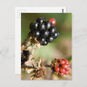 秋の果実 ポストカード (正面/裏面)