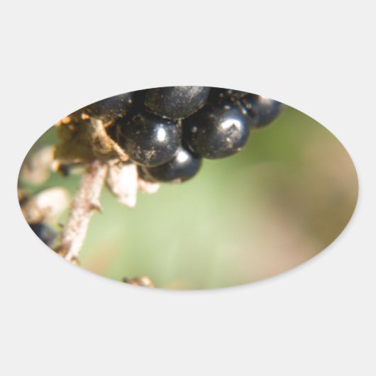 秋の果実 楕円形シール (正面)