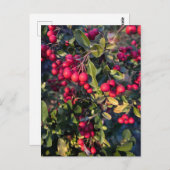 秋の果物 ポストカード (正面/裏面)