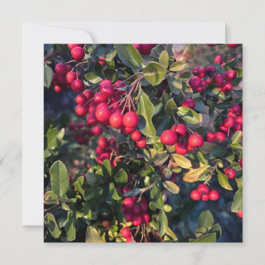 秋の果物 招待状 (正面)