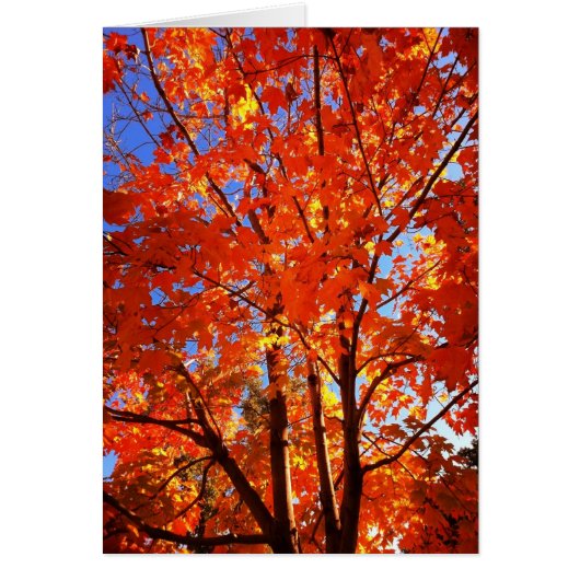 秋の栄光グリーティングカード (正面)