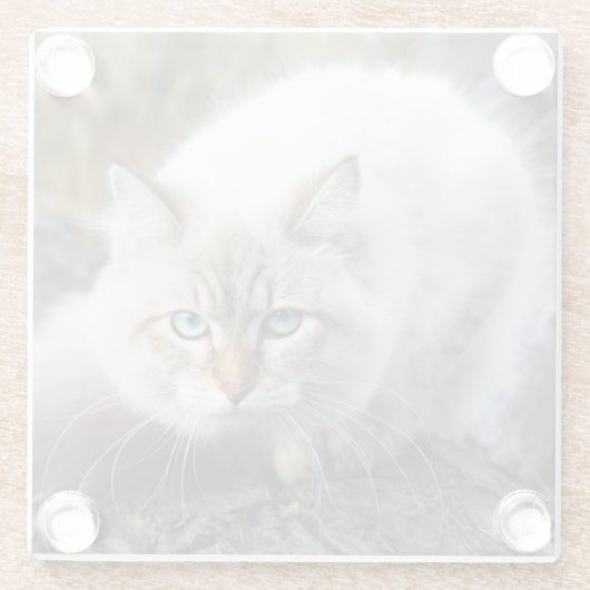 秋の森のシベリア猫 ガラスコースター (裏面)