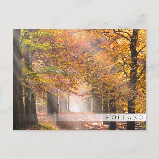 秋の森の日の光オランダバーはがき ポストカード (正面)