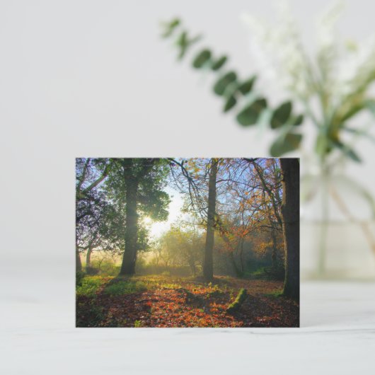 秋の森の日の出 ポストカード (スタンド正面)