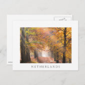 秋の森の白いはがきの日の光 ポストカード (正面/裏面)