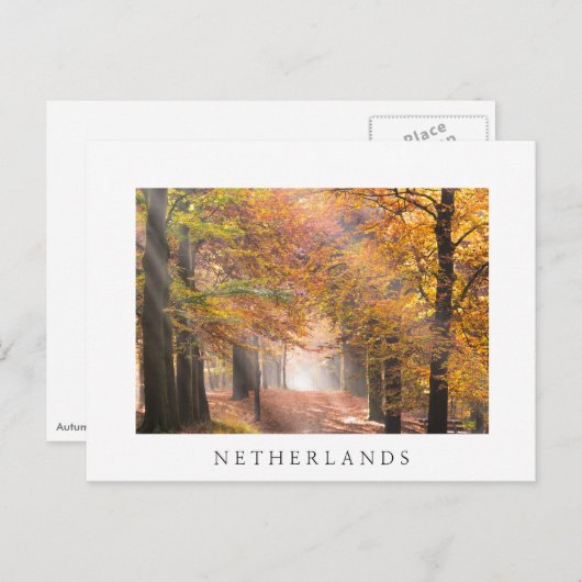 秋の森の白いはがきの日の光 ポストカード (正面/裏面)