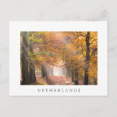 秋の森の白いはがきの日の光 ポストカード (正面)