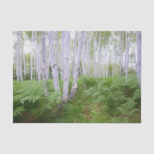 秋の森の緑のシダの森の白樺の木のアート 薄葉紙 (正面)