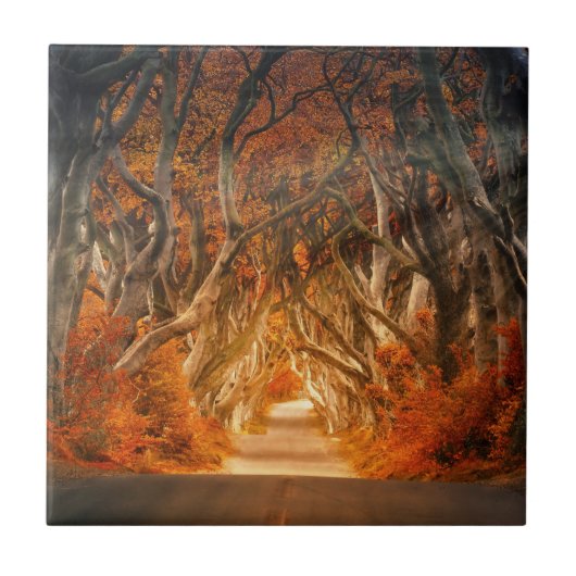 秋の森の茂みの小道 タイル (正面)