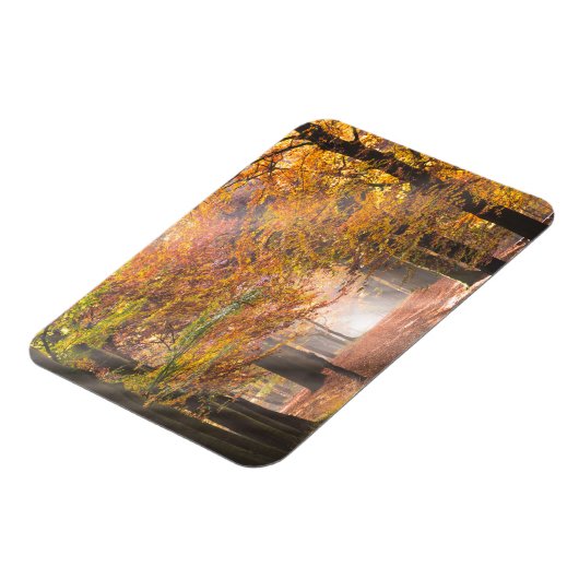 秋の森の長方形マグネットのサンビーム マグネット (左側)