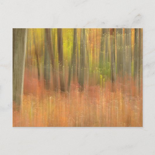 秋の森抽象芸術 ポストカード (正面)