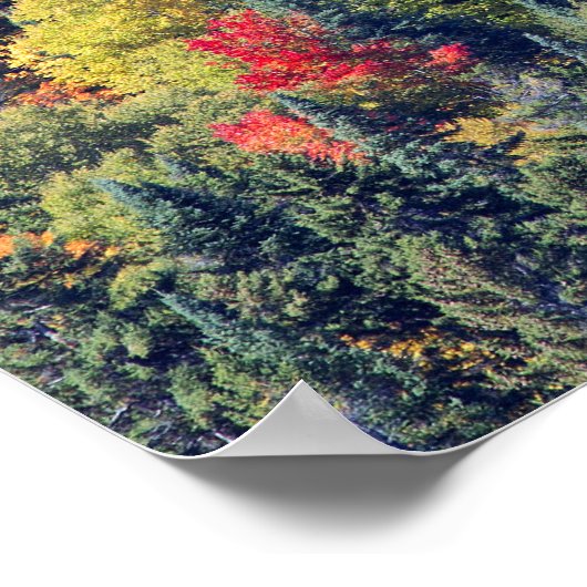 秋の森林風景 ポスター (角)