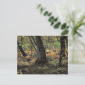 秋の森風景 ポストカード (スタンド正面)
