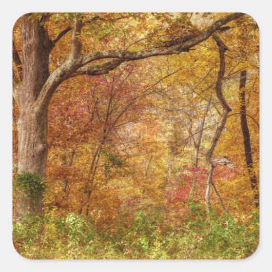 秋の森 スクエアシール (正面)