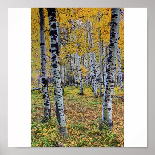 秋の森 ポスター (正面)