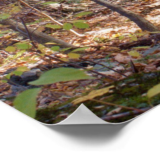 秋の森 ポスター (角)