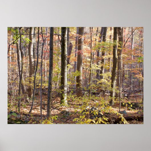秋の森 ポスター (正面)
