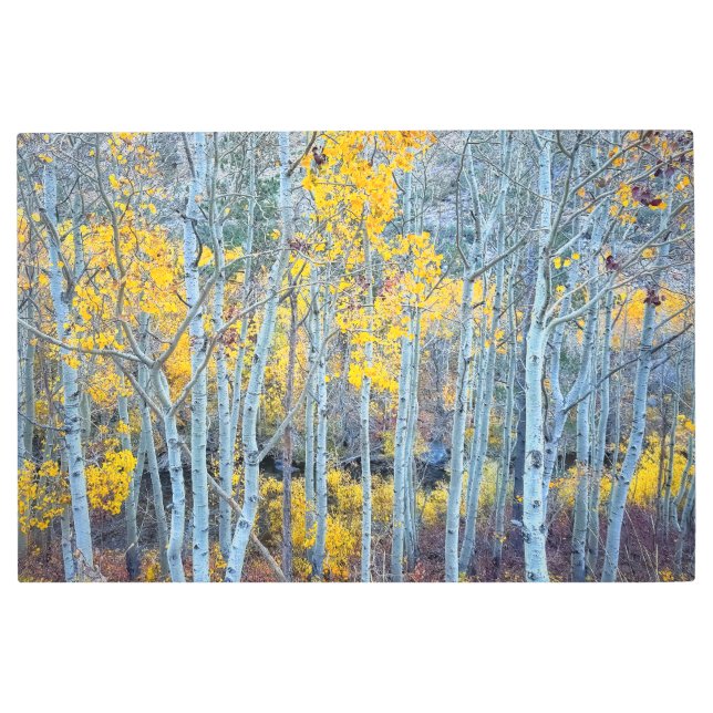 秋の森 メタルプリント (正面)