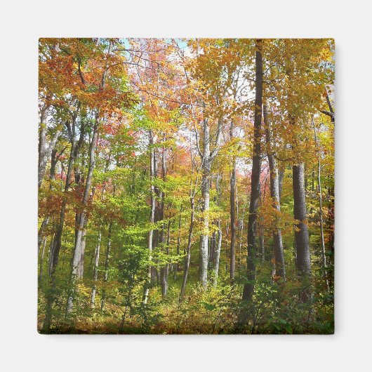 秋の森 I 秋の風景 写真 マグネット (正面)