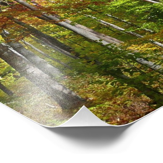 秋の森I秋の風景写真 フォトプリント (角)