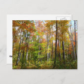 秋の森I秋の風景写真 ポストカード (正面/裏面)
