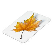 秋の楓 マグネット (左側)