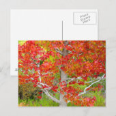 秋の液体アンバーツリー ポストカード (正面/裏面)
