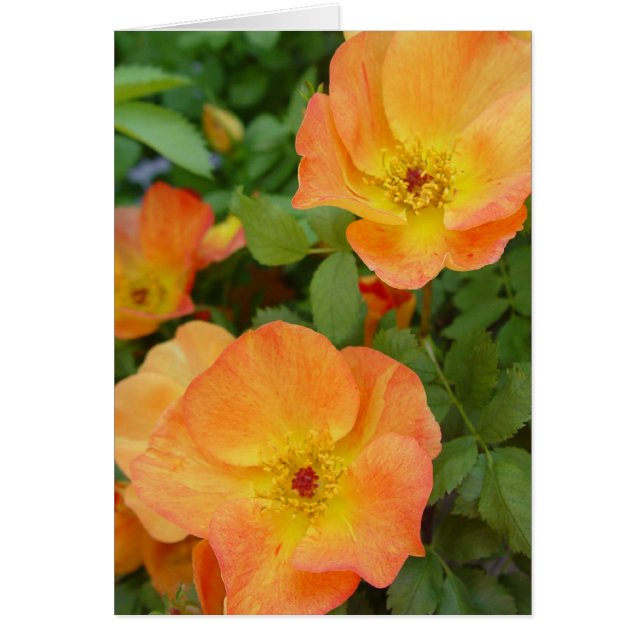 秋の炎のバラカード (正面)