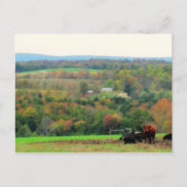 秋の牛 ポストカード (正面)