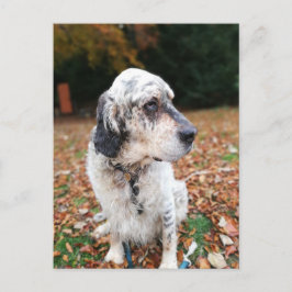 秋の犬はがき ポストカード
