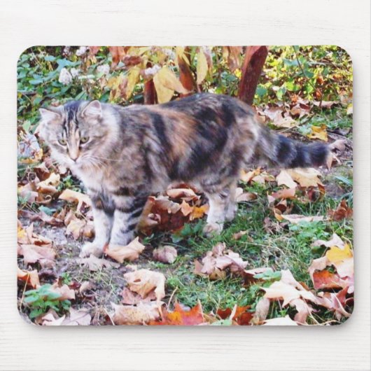 秋の猫の写真 マウスパッド (正面)