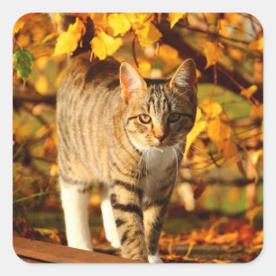 秋の猫シール スクエアシール